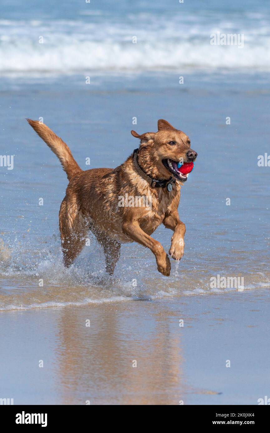 Un Labrador corriendo en el mar sosteniendo una bola en su boca en Fistral en Newquay, en Cornwall, Reino Unido. Foto de stock