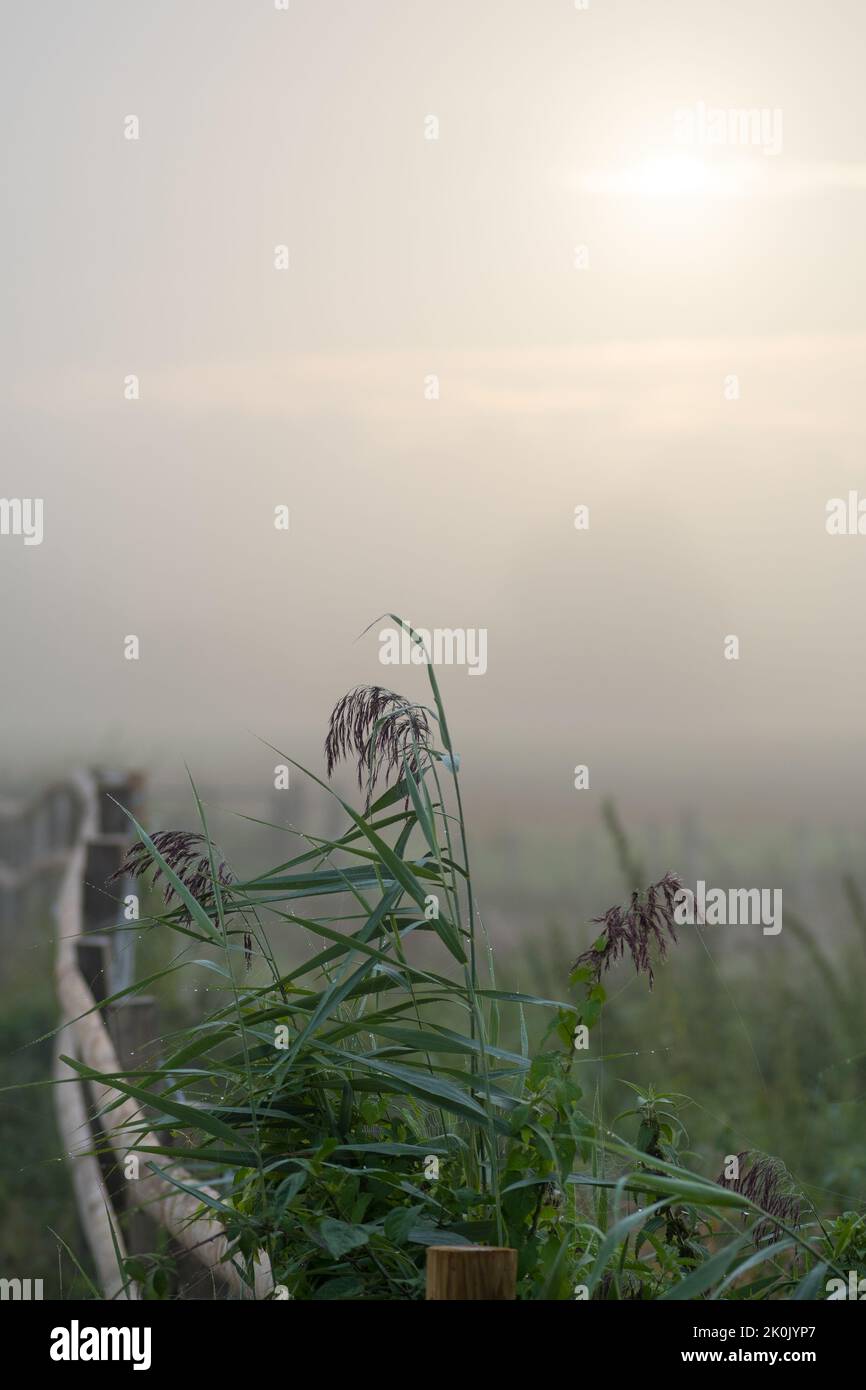 Misty Septiembre por la mañana con barandillas de madera y vegetación verde y cálido amanecer, Hampshire, Reino Unido Foto de stock