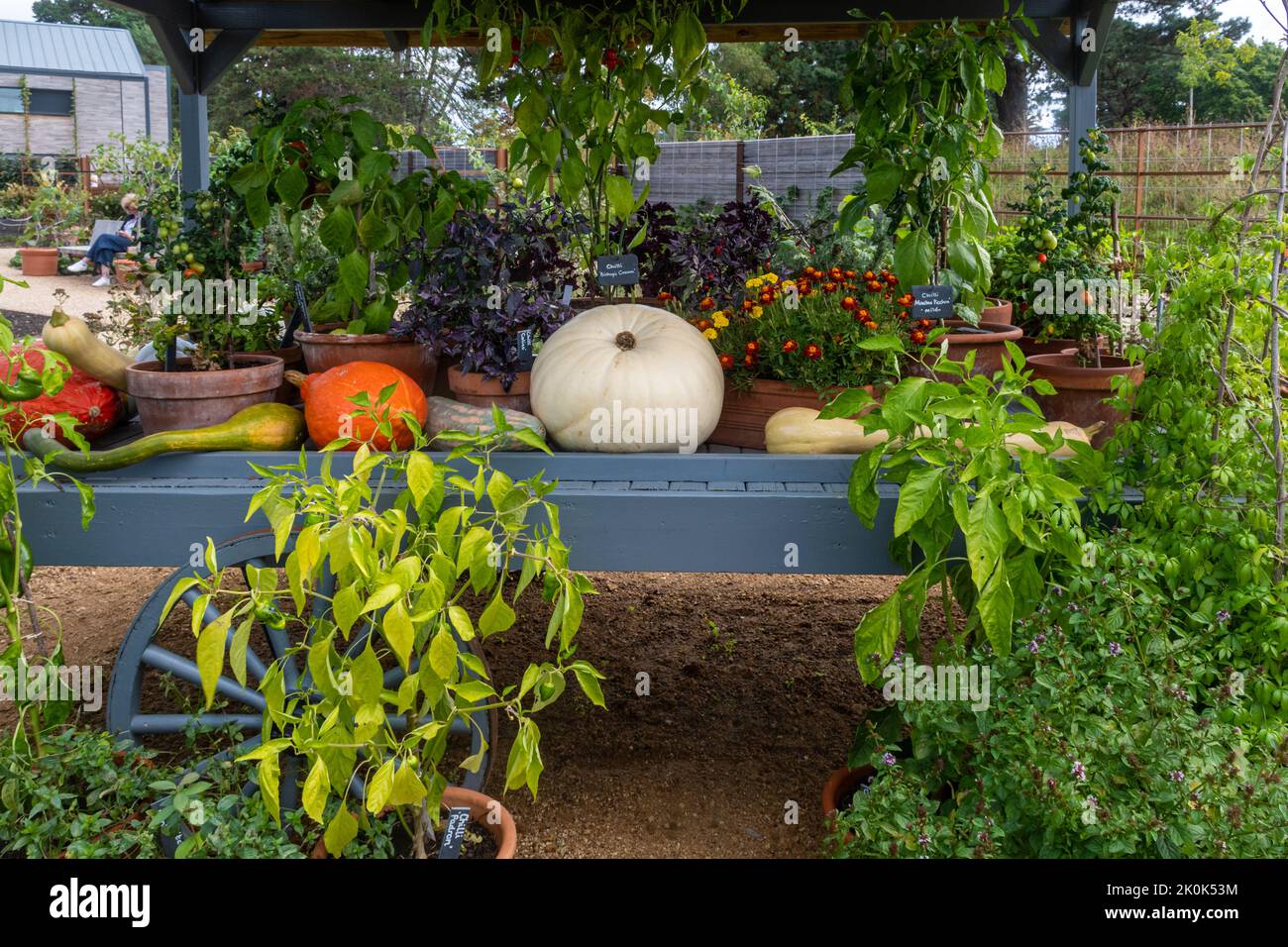 World Food Garden en RHS Wisley Garden en septiembre, Surrey, Inglaterra, Reino Unido. Una muestra de plantas de machacar, vegetales y vegetales Foto de stock
