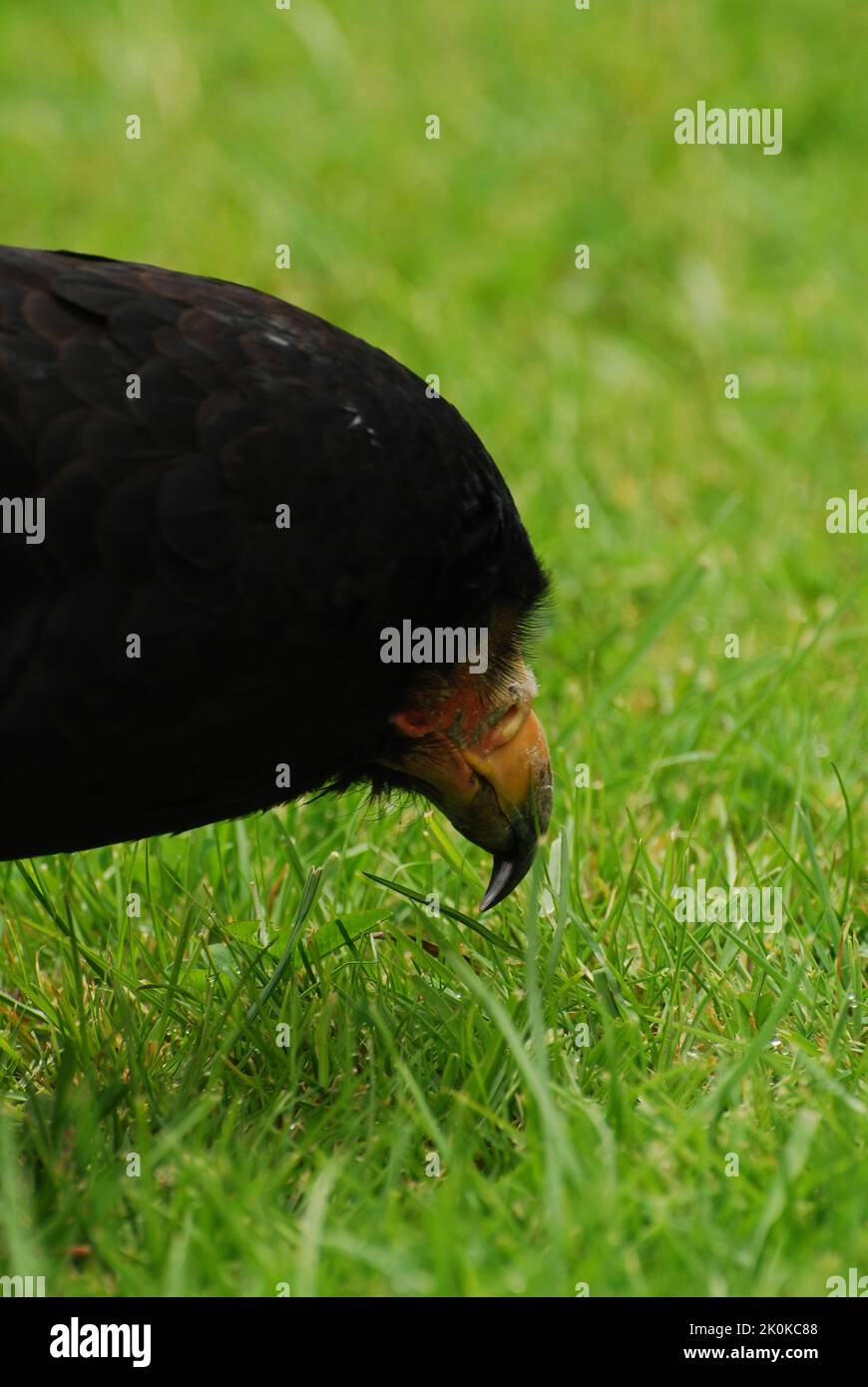 Un tiro vertical de águila de Bateleur en busca de gusanos en hierba corta Foto de stock