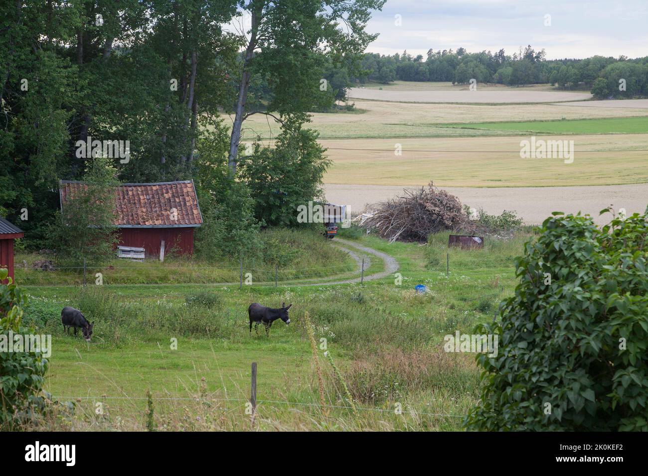 LOS BURROS pastan en el paisaje sueco Foto de stock