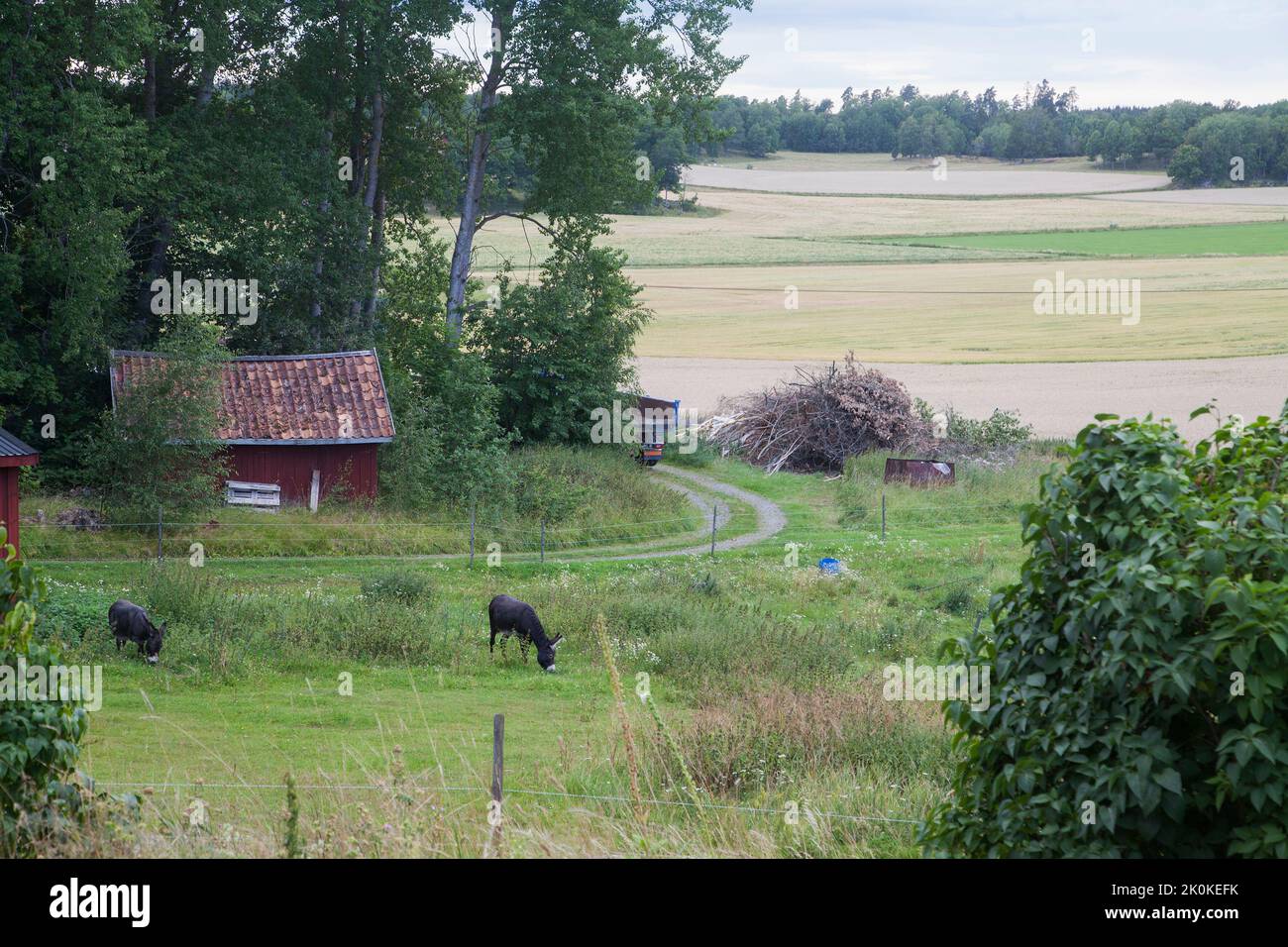 LOS BURROS pastan en el paisaje sueco Foto de stock