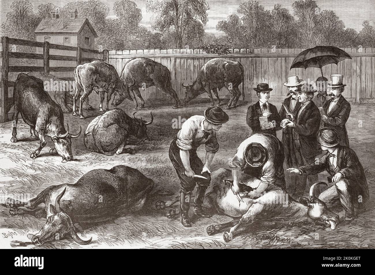 Los miembros de la Junta de Salud de Nueva York examinan los animales afectados por la peste bovina (también conocida como Steppe Murrain o Peste bovina) en 1868. Después de una ilustración en el periódico ilustrado de Frank Leslie. Foto de stock