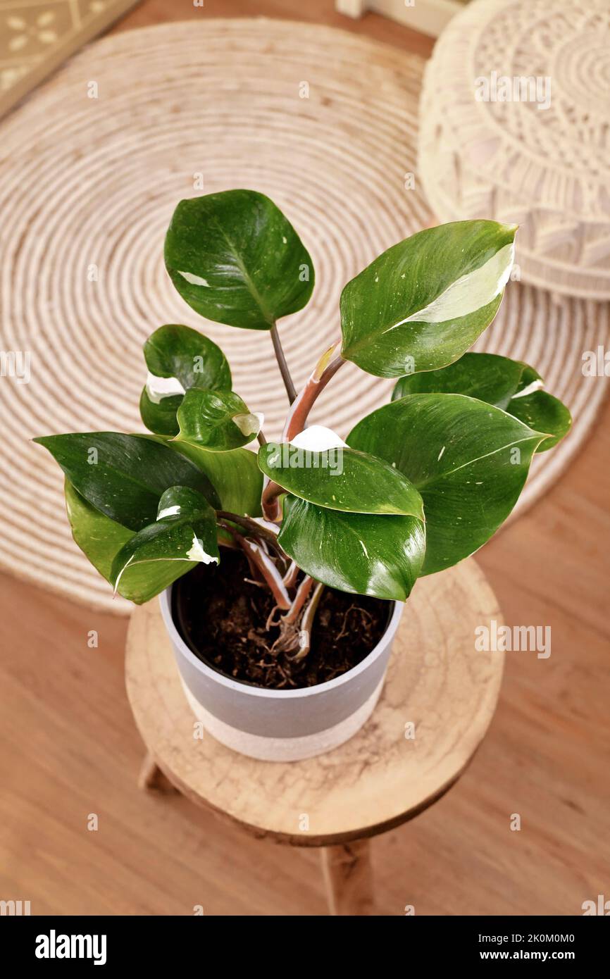 Planta del hogar 'Philodendron White Knight' tropical sobre la mesa Foto de stock