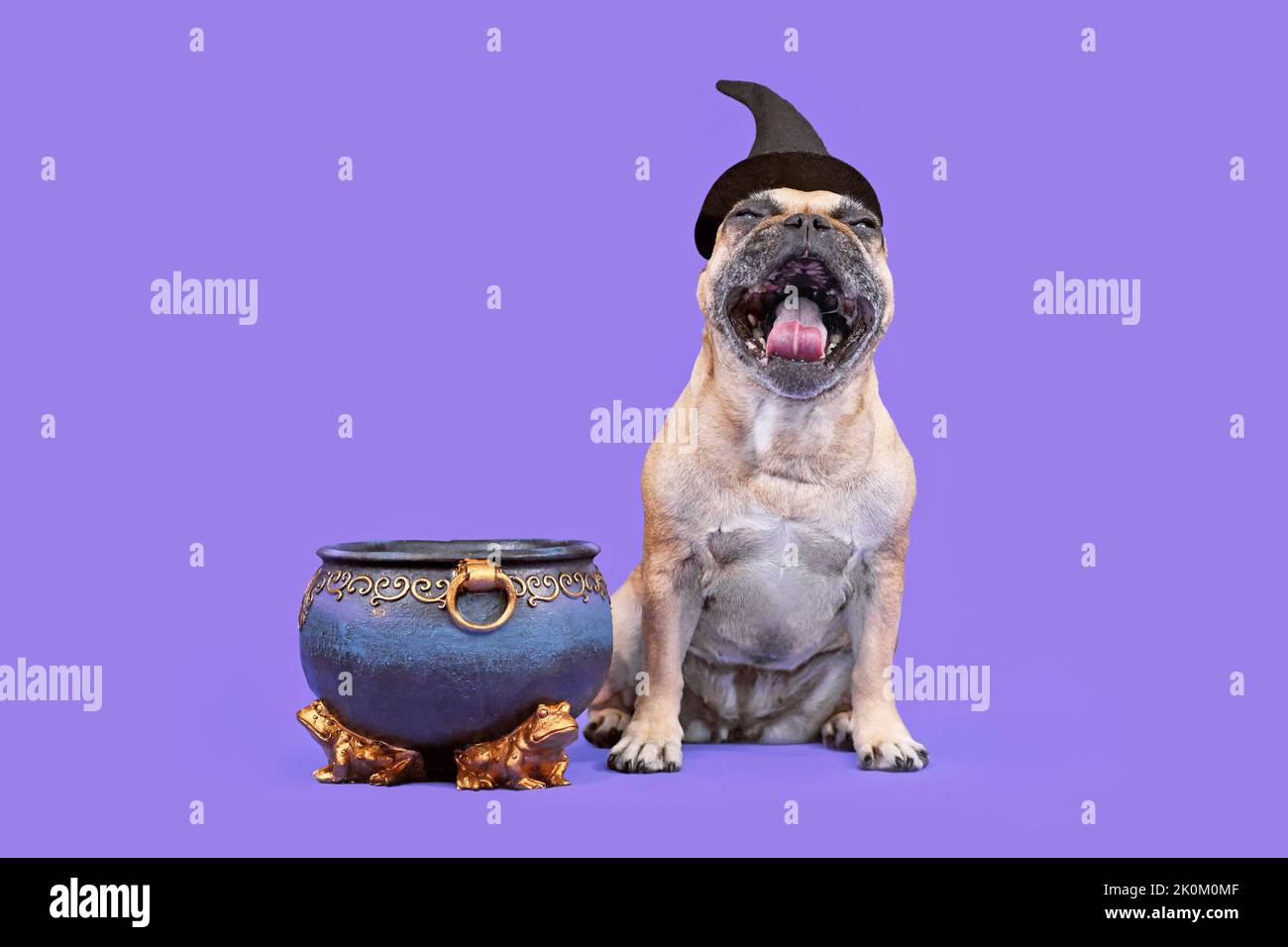 Perro Bulldog francés riendo con sombrero de bruja de disfraz de Halloween junto a la caldera sobre fondo púrpura Foto de stock