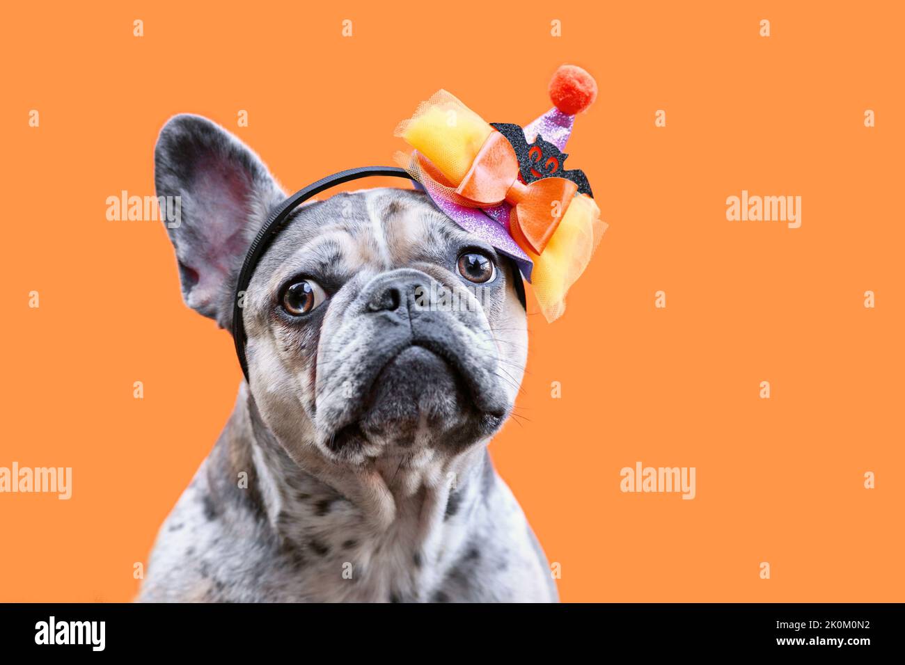 Retrato del perro Bulldog francés merle con sombrero de fiesta de disfraz de Halloween sobre fondo naranja Foto de stock