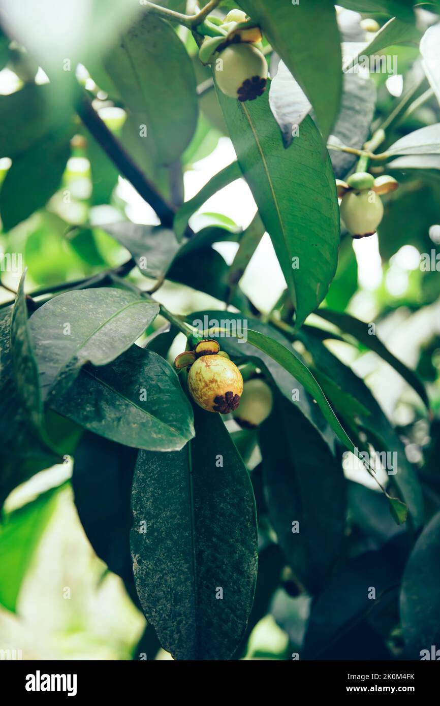 Fruto del mangostán en el árbol de la isla de Bali, Indonesia Foto de stock