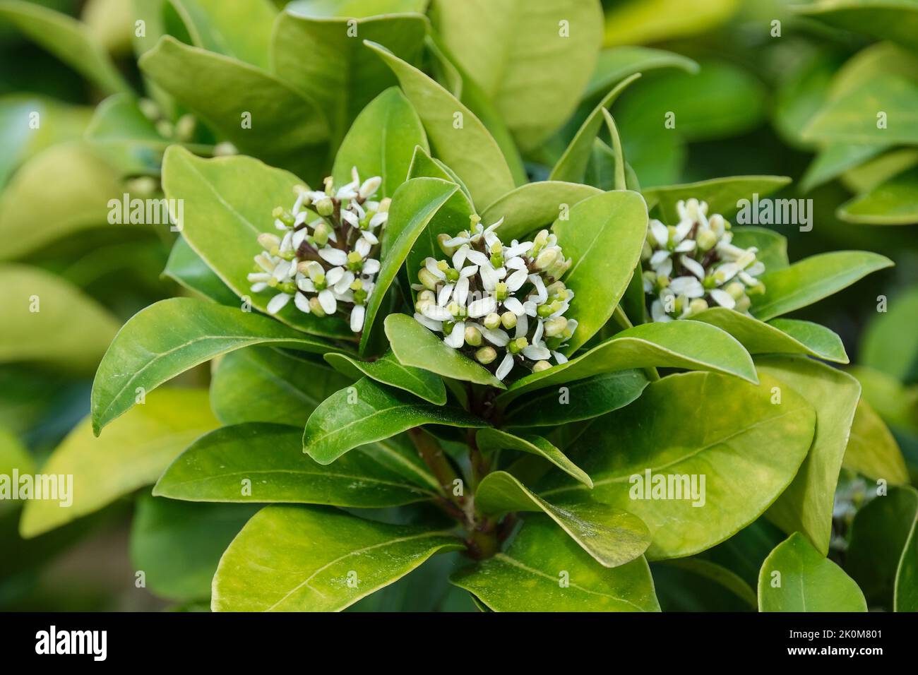 Skimmia japonica subespecie pumila. Panículas terminales de pequeñas flores blancas / amarillentas en primavera Foto de stock