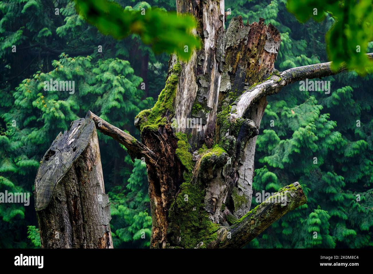 DEU, Deutschland, Renania del Norte Westfalia, Ruhrgebiet, Essen, 11.09.2022: Ruine eines alten Baumes im Essener Huegelpark Foto de stock