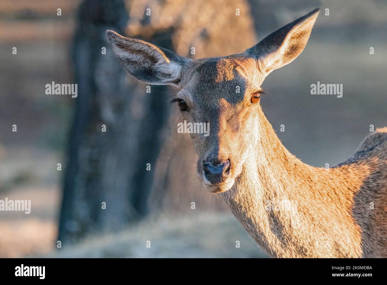 Ciervo rojo salvaje (Cervus elaphus) en el bosque, mirando a la cámara, al atardecer en otoño Foto de stock