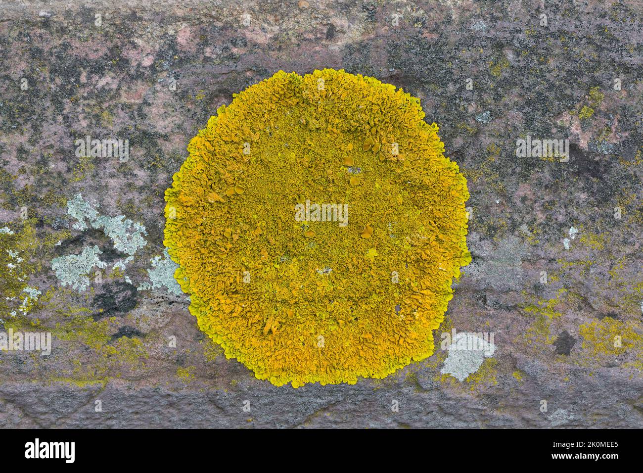 Kalk-Gelbflechte, Runzelige Wandflechte, Gelbflechte, auf einer Mauer, Xanthoria cf. Liquen naranja Foto de stock