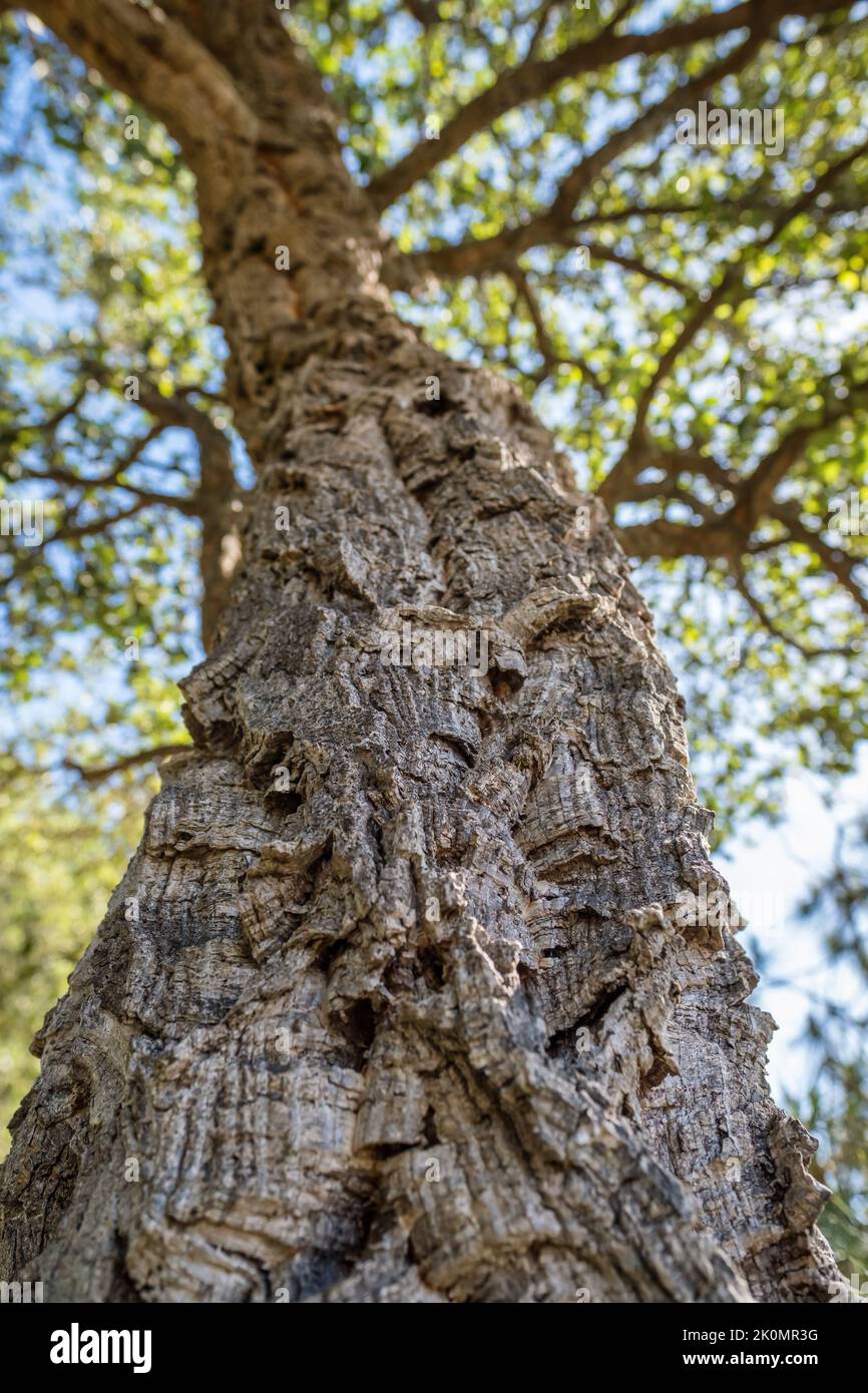 Árbol de madera de roble de corcho de cerca Foto de stock