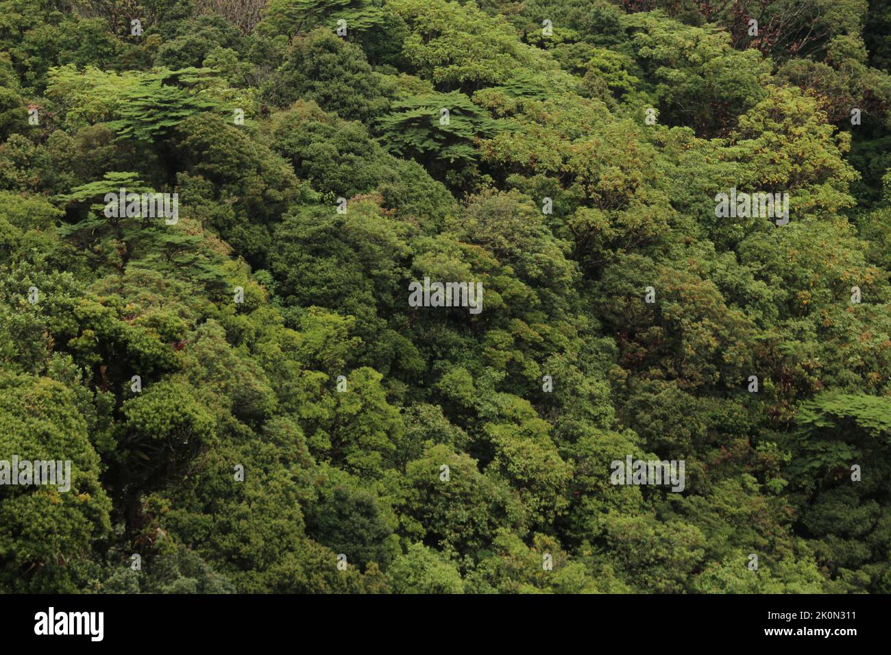 Vista sobre un bosque nuboso ubicado en el Parque Nacional Braulio Carrillo, sector Volcán Barva Foto de stock