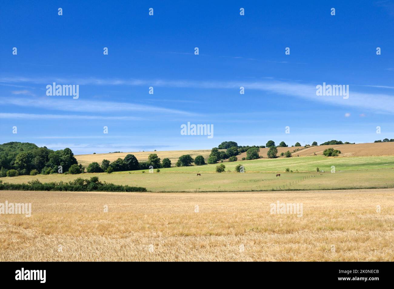 Vista de un paisaje rural inglés por excelencia bucólico en verano con un par de caballos alimentándose en los campos, Cotswolds, Inglaterra, Reino Unido Foto de stock