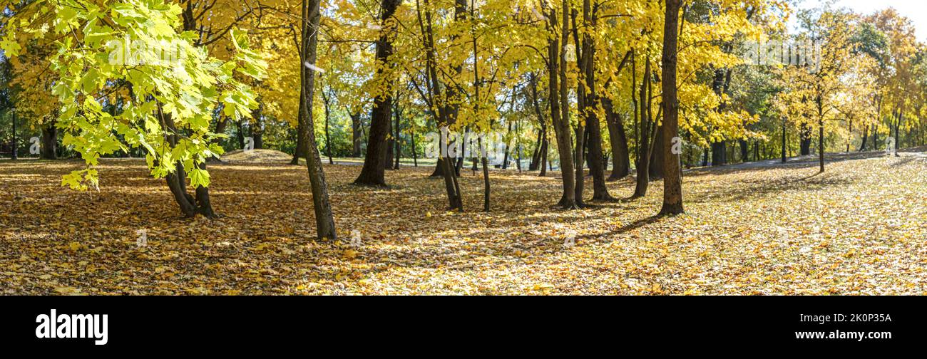 los árboles de otoño amarillos y el follaje seco anaranjado caído en el suelo. panorama del parque de otoño. Foto de stock
