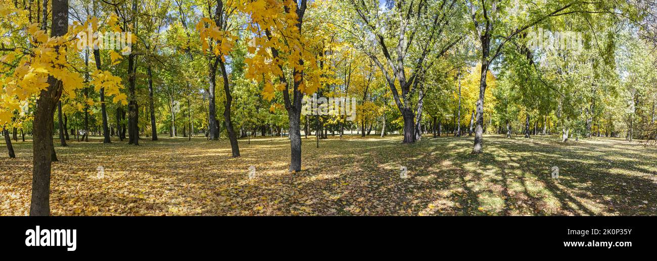 parque de otoño paisaje panorámico con árboles multicolores vibrantes Foto de stock
