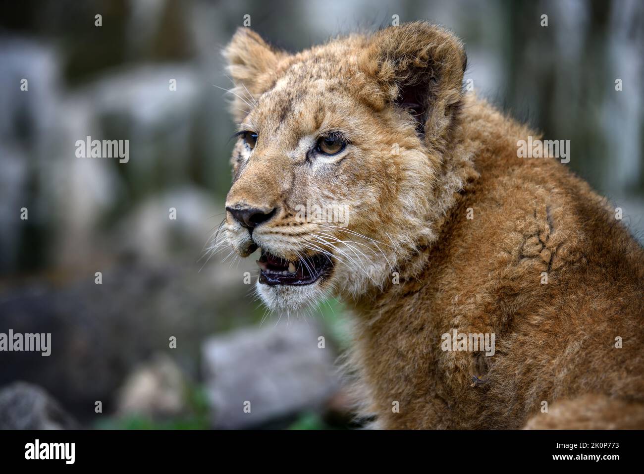 Primer plano retrato de cachorro de león. Escena de vida salvaje de la naturaleza. Animal salvaje en el hábitat natural Foto de stock