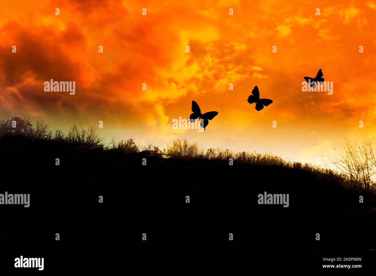 puesta de sol sobre un campo y tres mariposas en silueta Foto de stock