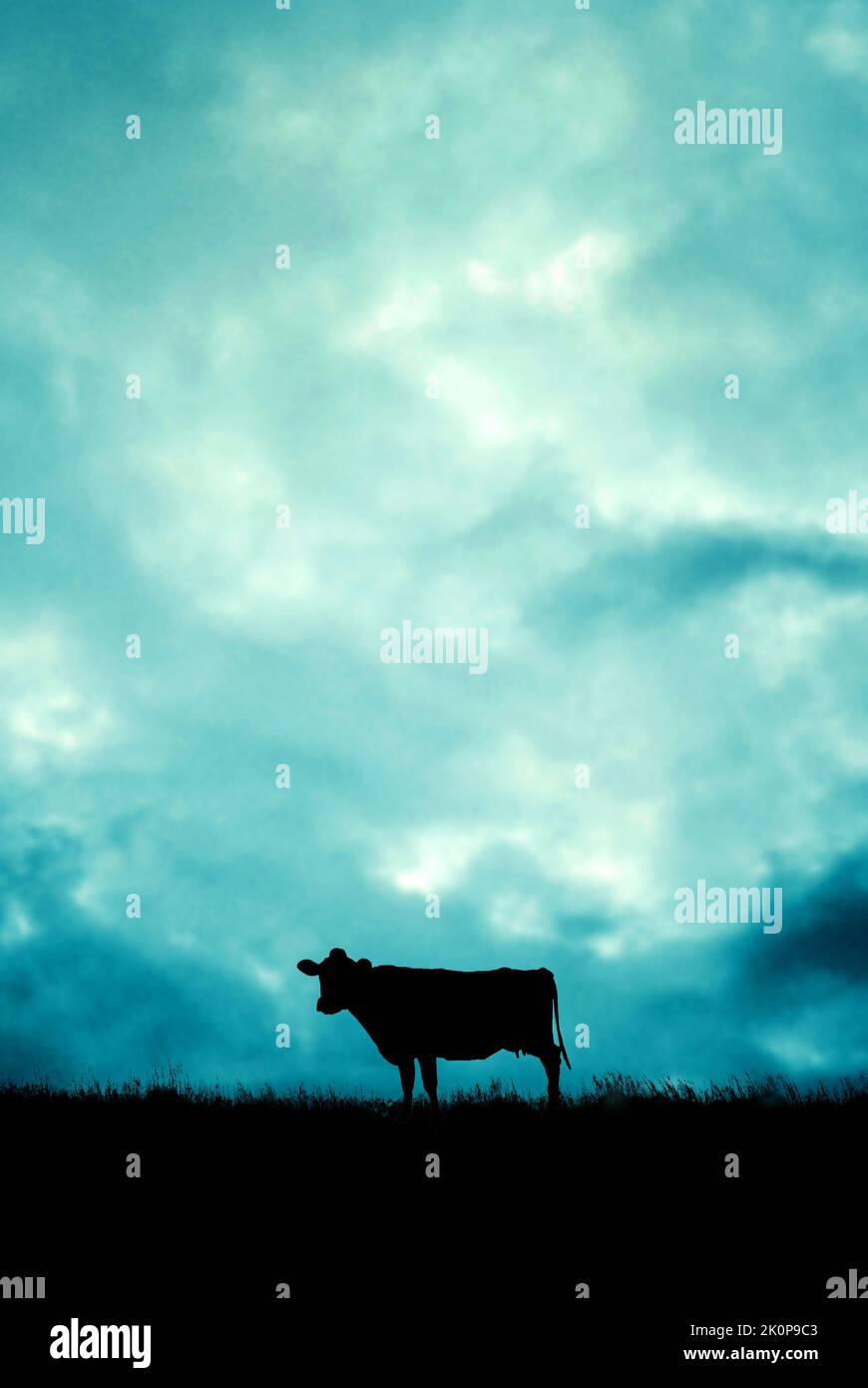 silueta de una vaca parada en un campo Foto de stock