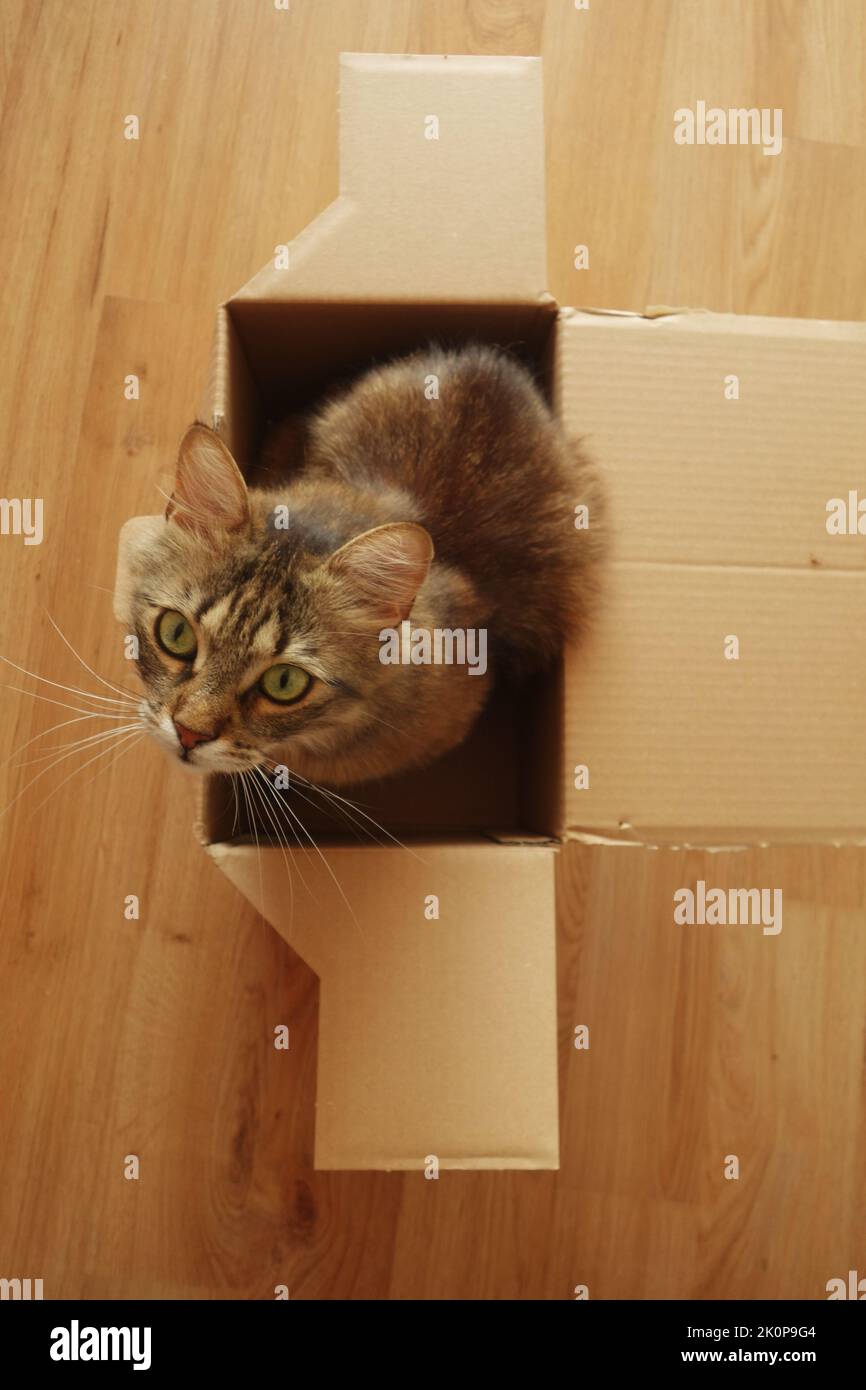 gato doméstico en una caja Foto de stock