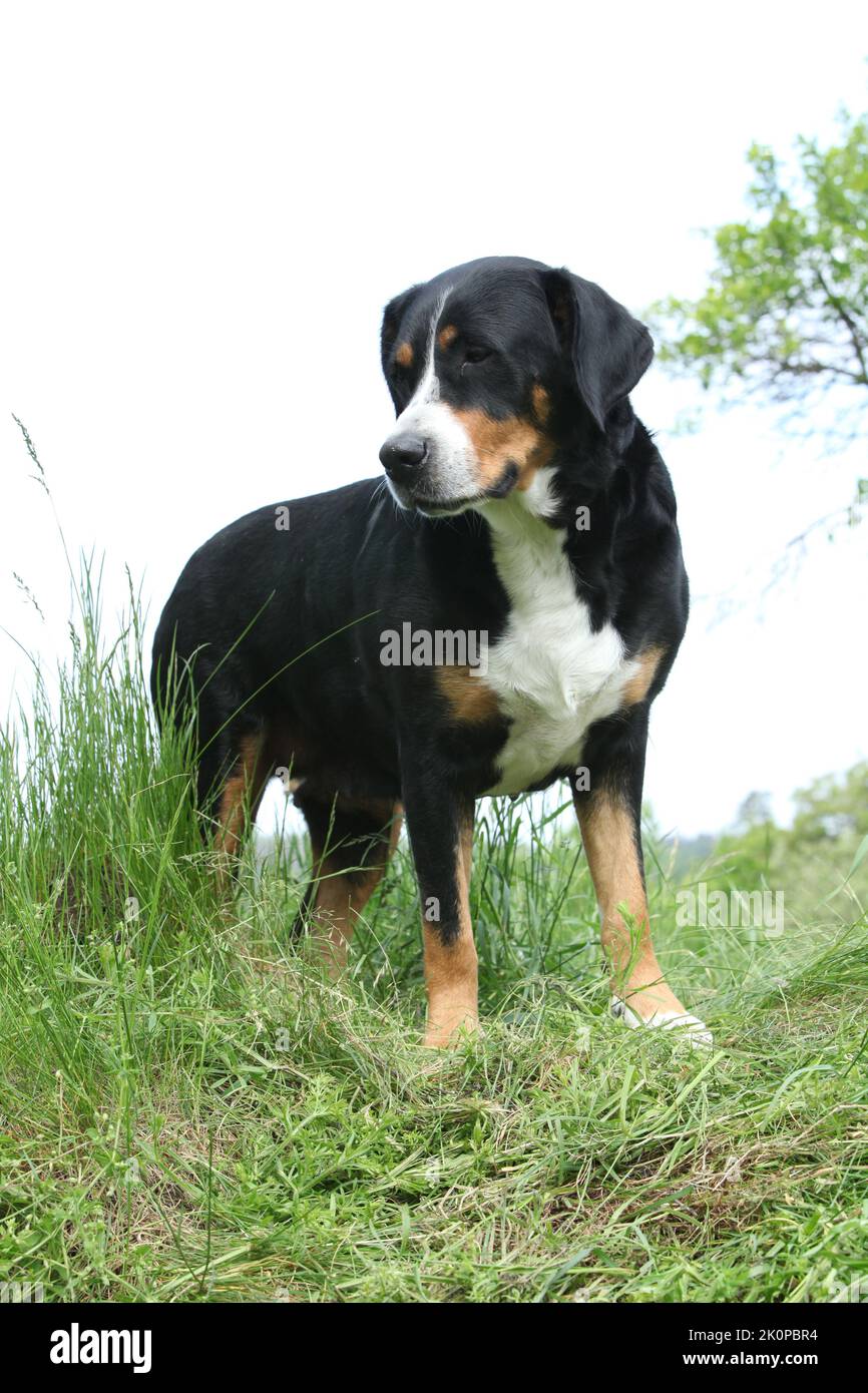 Mayor perro suizo de montaña de pie en el jardín Foto de stock