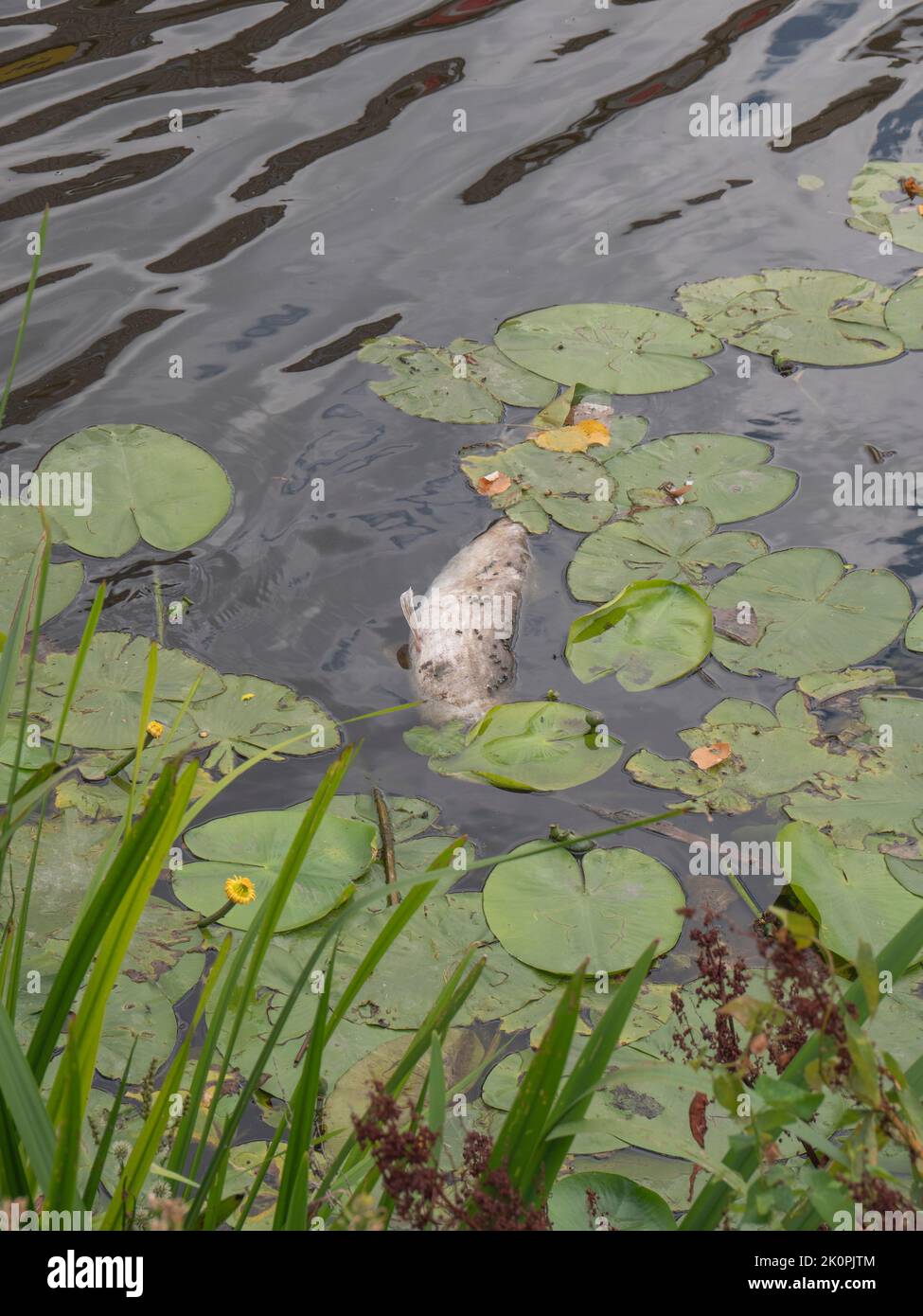 Peces muertos grandes llenos de moscas flotan entre las hojas de lirios de agua Foto de stock