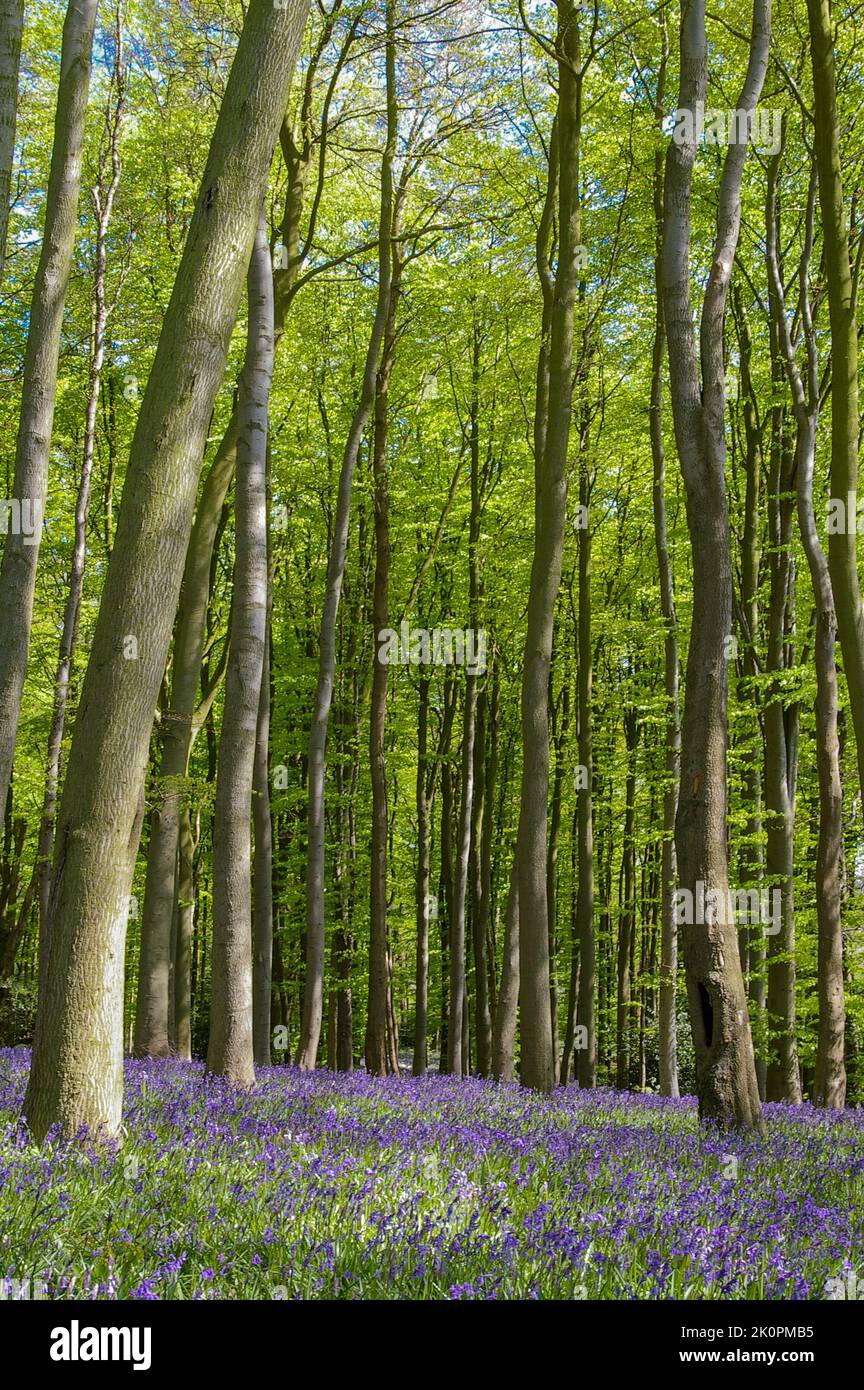 Un bosque de Bluebell en primavera, Coton Manor Gardens, Northamptonshire, Reino Unido Foto de stock