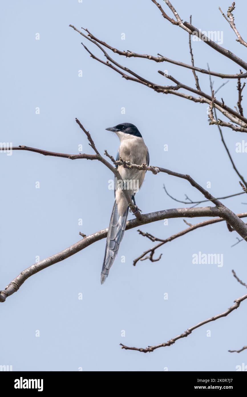 Primer plano de una hermosa magpie con alas azules sentada durante la primavera en un día soleado Foto de stock