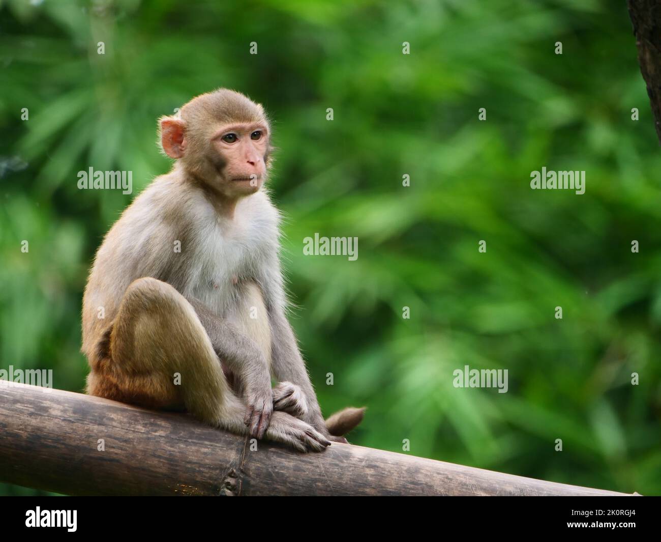 Mono lindo sentado en un tronco de árbol Foto de stock