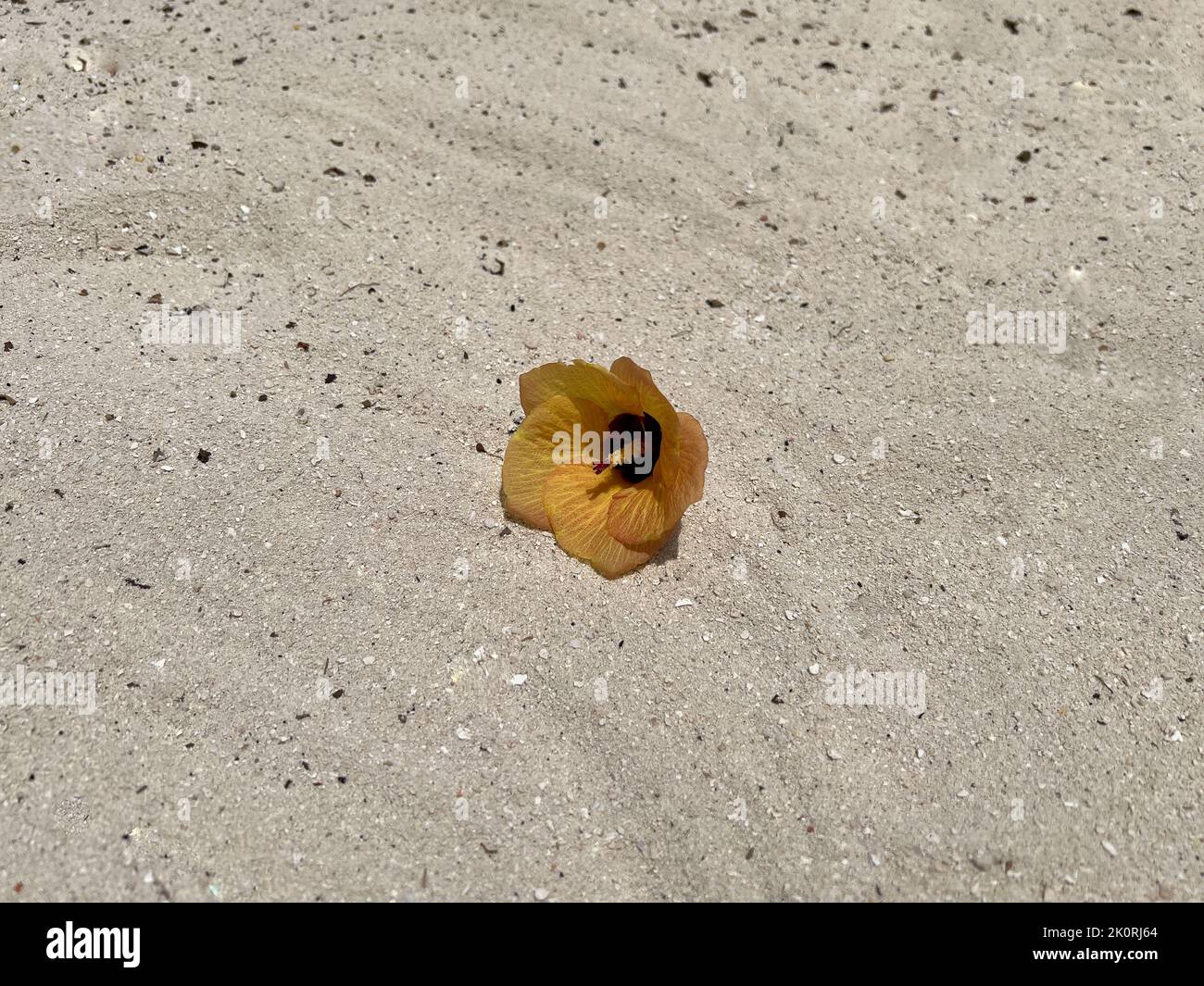 El hibisco del mar solitario (Hibiscus tiliaceus) florece en las arenas blancas de un complejo turístico de la isla tropical en las Maldivas. También se llama Coast Cottonwood. Foto de stock