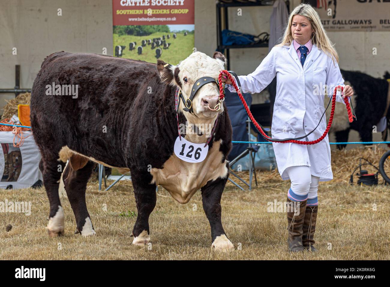 Sondeado Hereford Bull, competición, Dorset County Show 2022, Dorset, Reino Unido Foto de stock