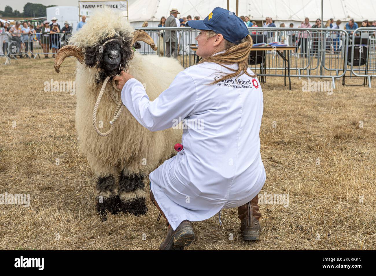 Competición de ovejas de la nariz negra de Valais, Dorset County Show 2022, Dorset, Reino Unido Foto de stock
