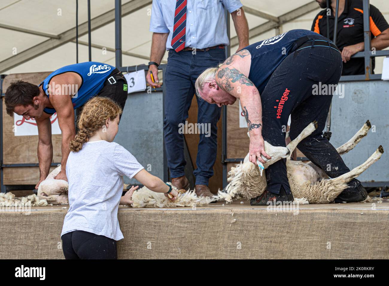 Competencia de esquila de ovejas mecánica (de mano), Dorset County Show 2022, Dorset, Reino Unido Foto de stock