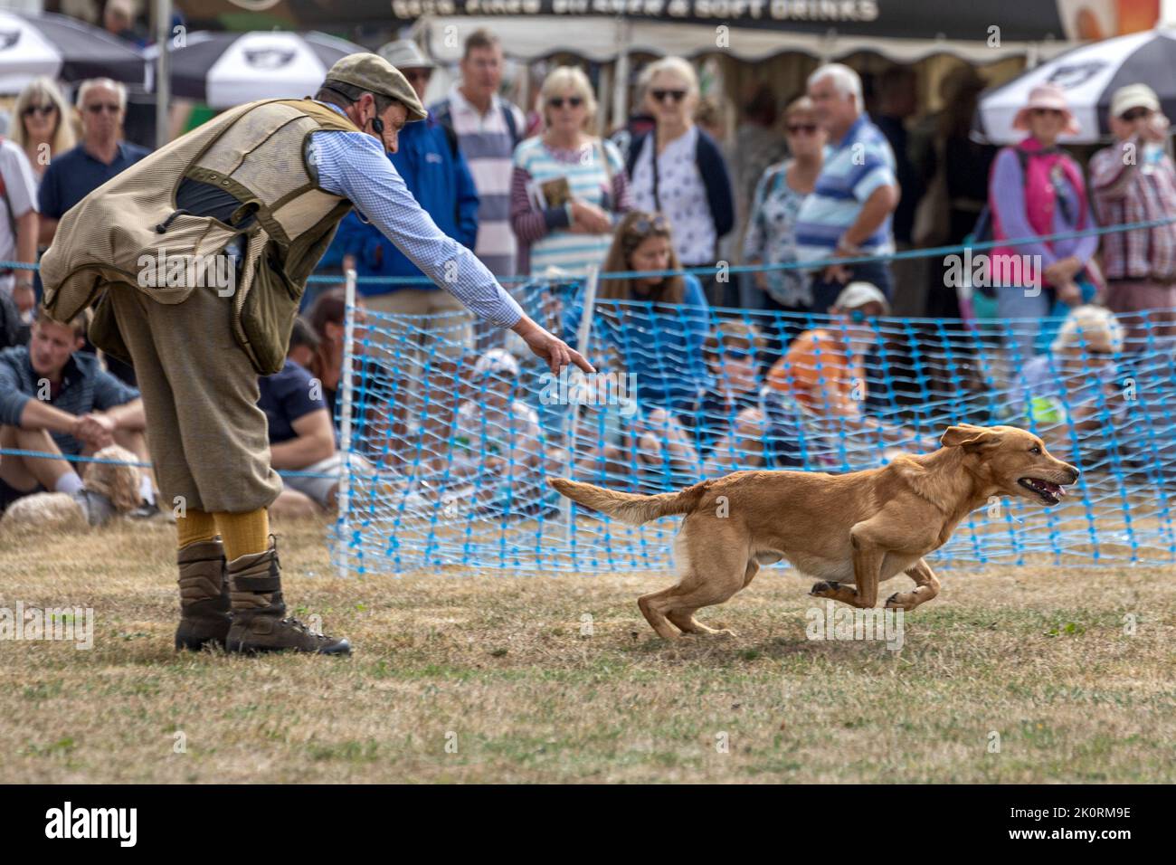 Golden Labrador Retriever corriendo a dummy, exposición Gundog, Dorset County Show 2022, Dorset, Reino Unido Foto de stock