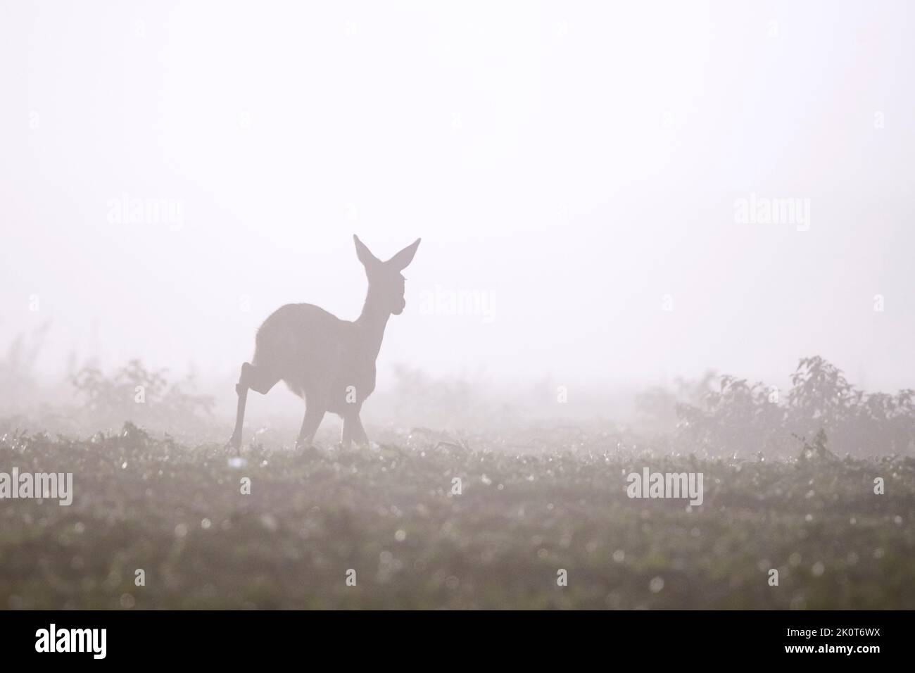 Corzo europeo (Capreolus capreolus) hembra / ciervo en prado / pradera cubierta de densa niebla a finales de verano / principios de otoño Foto de stock