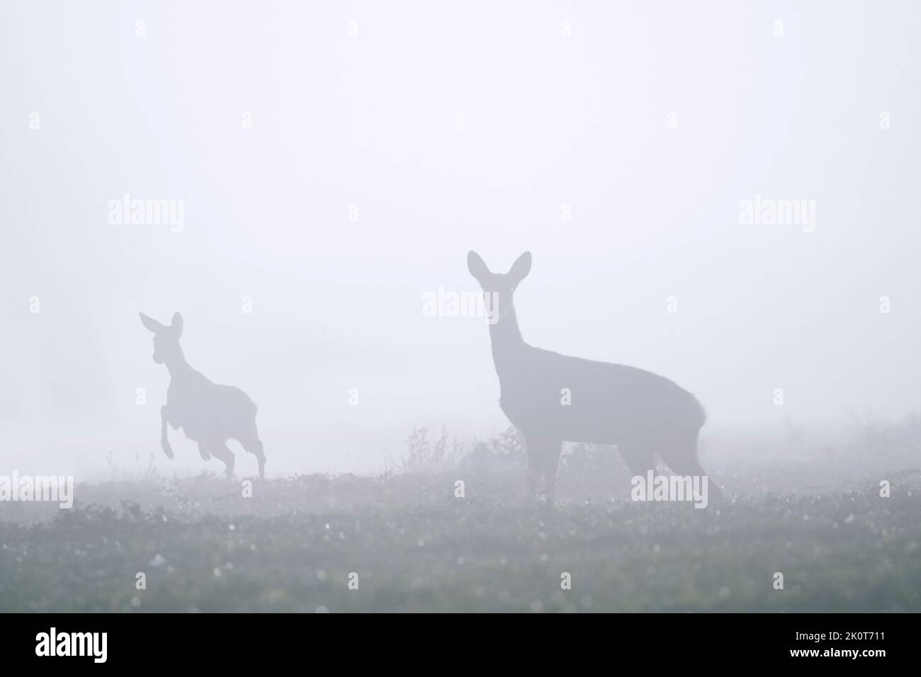 Corzo europeo (Capreolus capreolus) hembra / ciervo con jóvenes huyendo en prado / pradera cubierta de densa niebla a finales de verano / principios de otoño Foto de stock