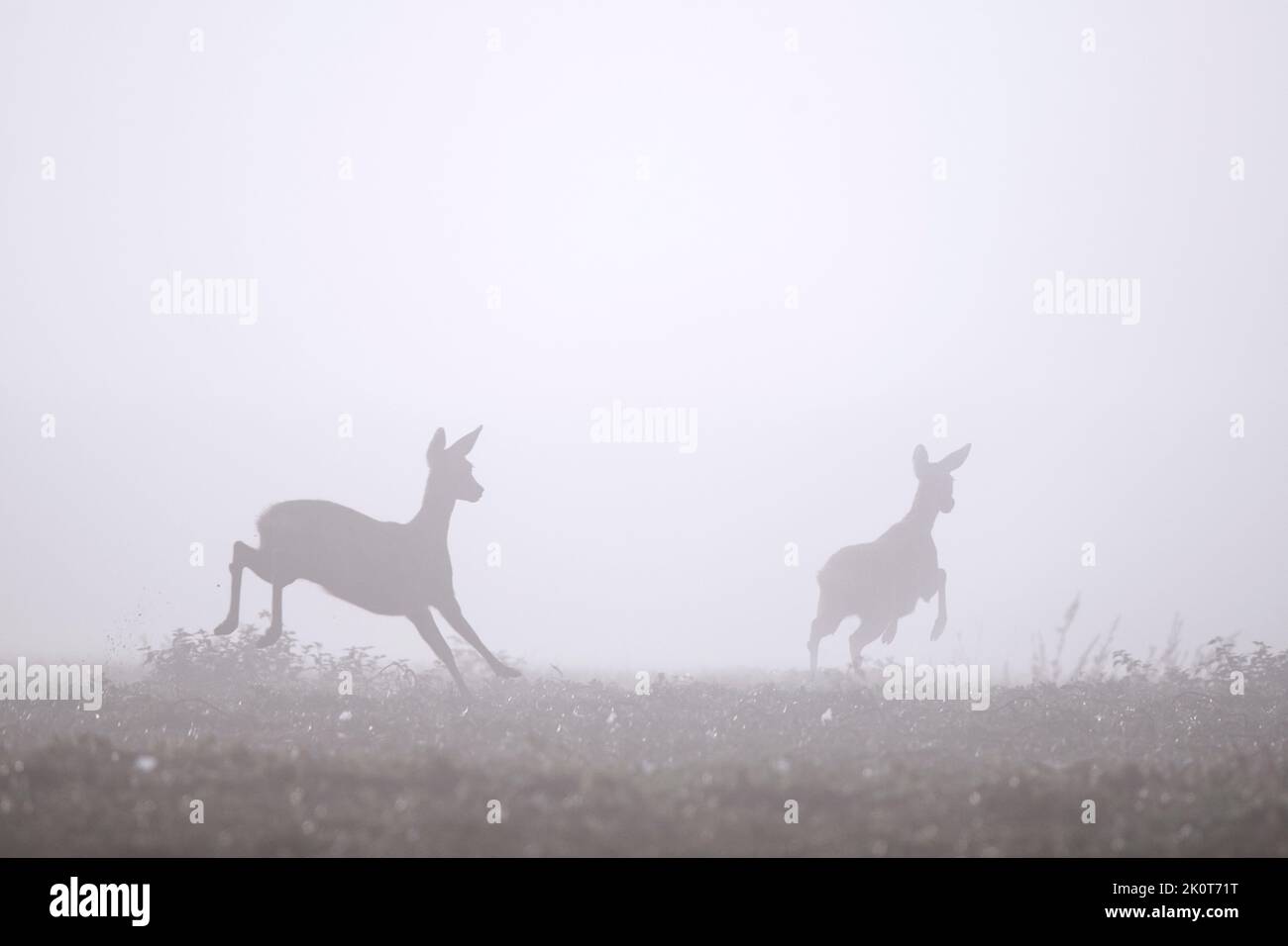 Corzo europeo (Capreolus capreolus) hembra / ciervo con joven huyendo en pradera / pradera cubierta de densa niebla a finales de verano / principios de otoño Foto de stock