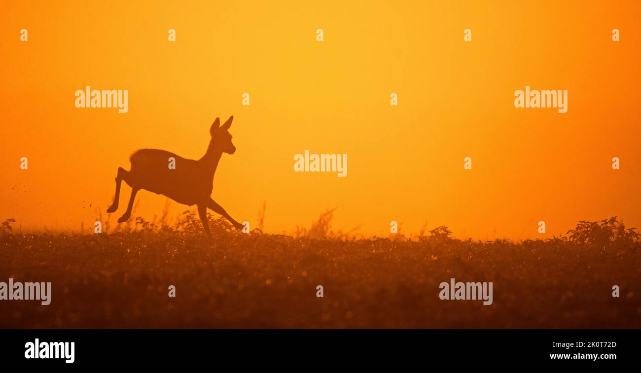 Corzo europeo (Capreolus capreolus) hembra / ciervo huyendo en prado / pradera siluetas contra la puesta de sol a principios de otoño Foto de stock