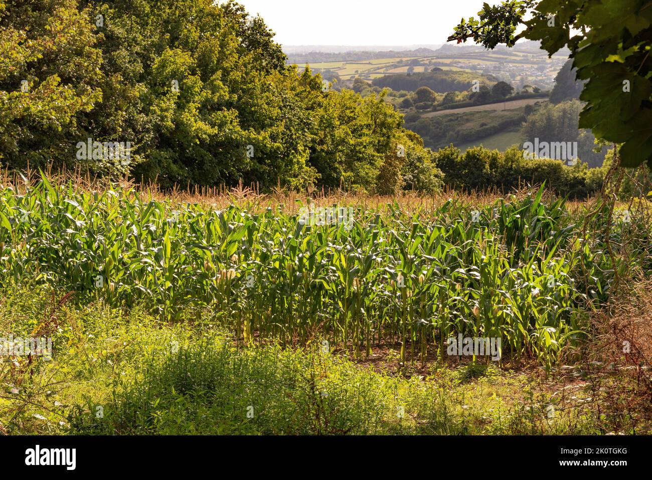 Parque Nacional de Dartmoor, Devon, Inglaterra, Reino Unido. 2022. Campo en Dartmoor a pocas millas al norte de Cornwood, Devon. Campo con cultivo de maíz creciendo. Foto de stock