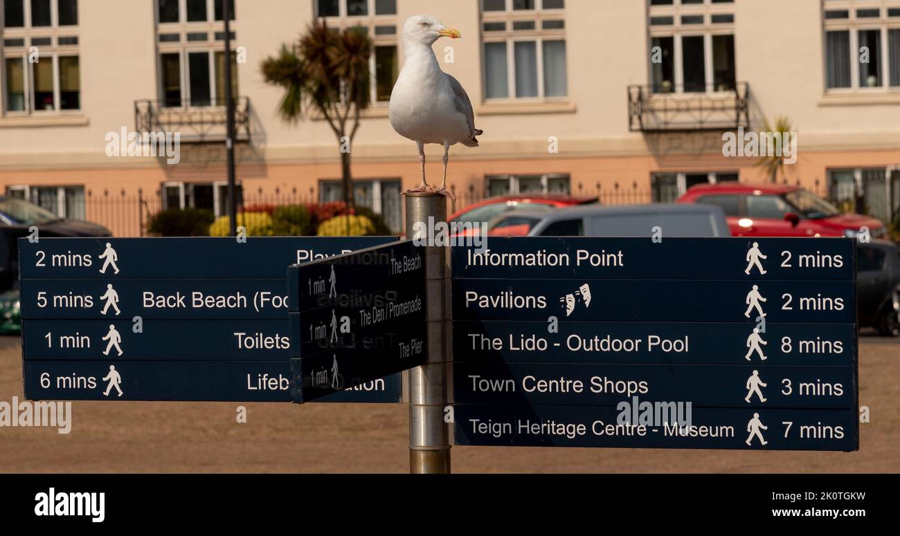Teignmouth, Devon, Inglaterra, Reino Unido. 2022. Gaviota sentado en una señal indicando tiempos de caminar tomado para llegar a varios lugares en Teignmouth un mar Foto de stock