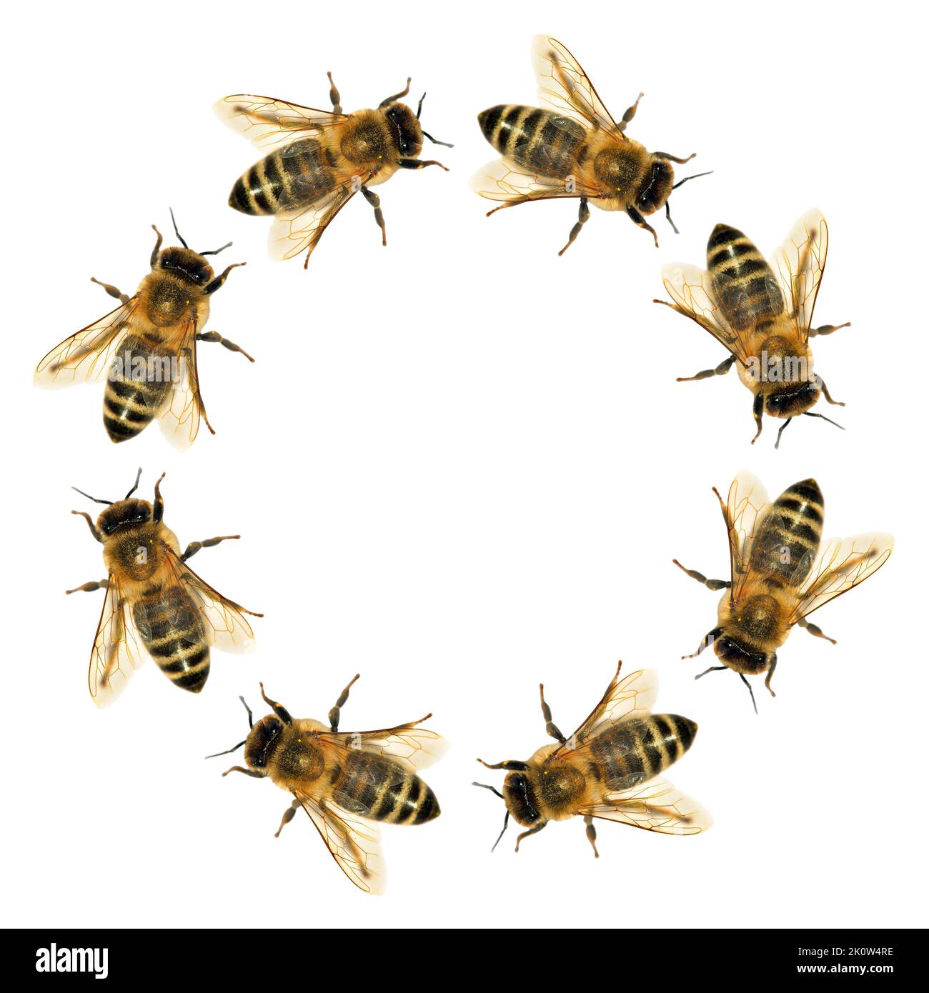 Grupo de abejas o abejas melíferas en el círculo de Apis mellifera latina, abejas melíferas europeas o occidentales aisladas sobre fondo blanco Foto de stock