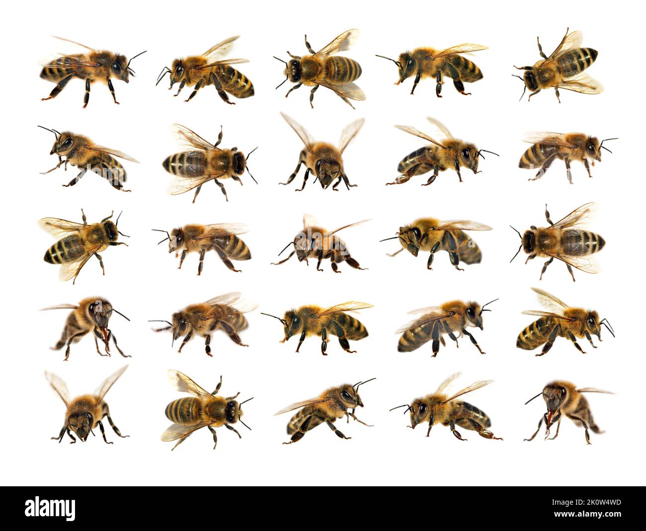 Grupo de abejas o abejas melíferas en Apis mellifera latina, abejas melíferas europeas o occidentales aisladas sobre fondo blanco, abejas melíferas doradas Foto de stock