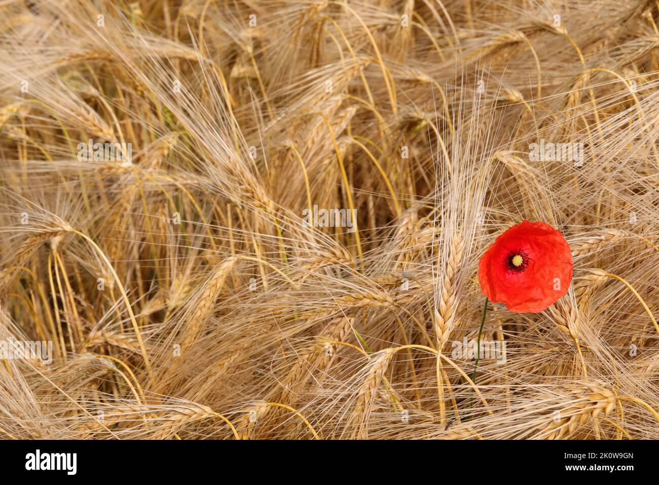 amapola roja grande entre las orejas amarillas maduras de trigo en el campo en verano Foto de stock