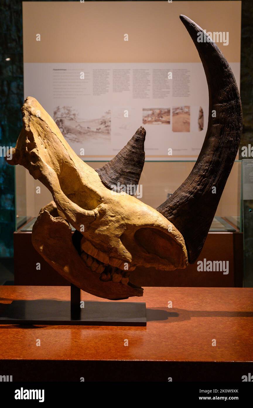 Cráneo de rinoceronte lanoso (Coelodonta antiquitatis/Rhinoceros tichorhinus). Moldeado. Museo Nacional de Historia y Arte de Luxemburgo. Foto de stock