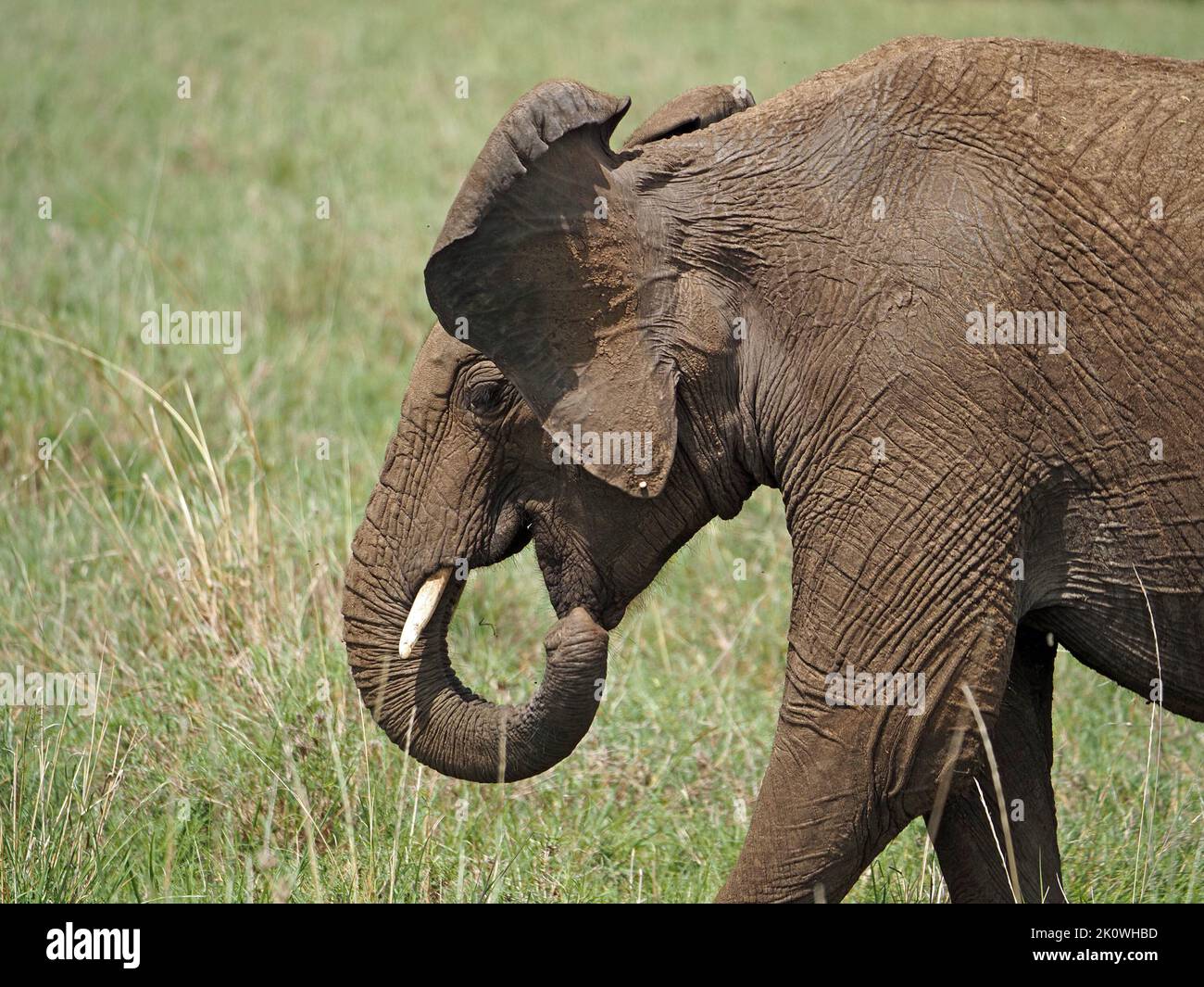 Elefante africano joven (Loxodonta africana) con colmillo pequeño y piel arrugada suelta orejas que se alimentan con tronco - pastizales Masai Mara Kenia,África Foto de stock