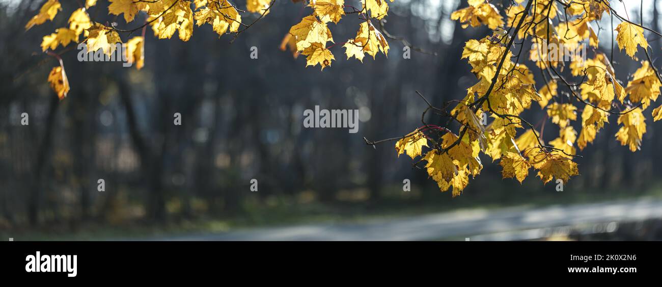 el arce amarillo del otoño sale bajo la luz del sol sobre el fondo oscuro de los árboles del parque Foto de stock