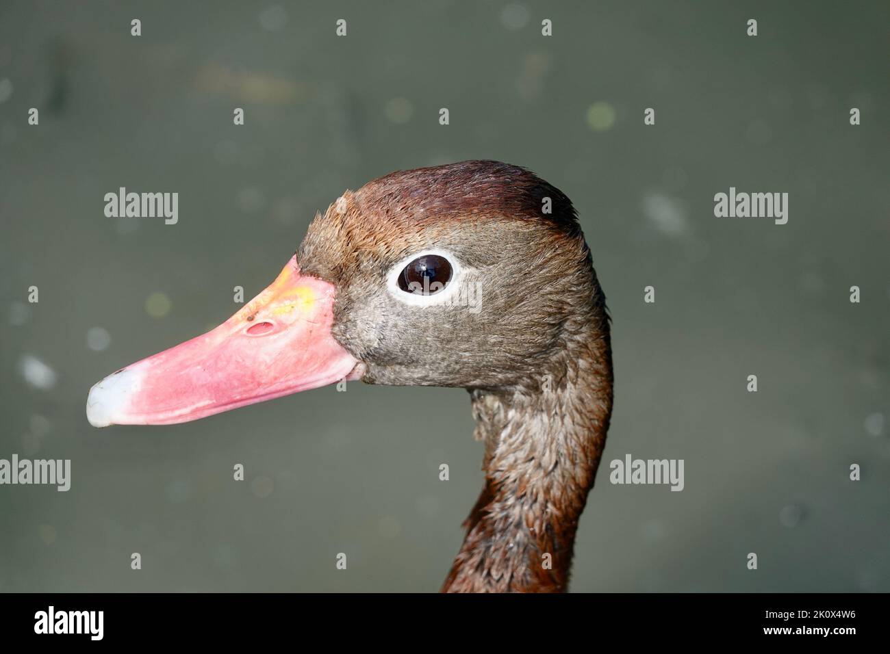 Primer plano de la cabeza de los patos silbidos de vientre negro nadando en el estanque mirando en la cámara sobre fondo borroso Foto de stock