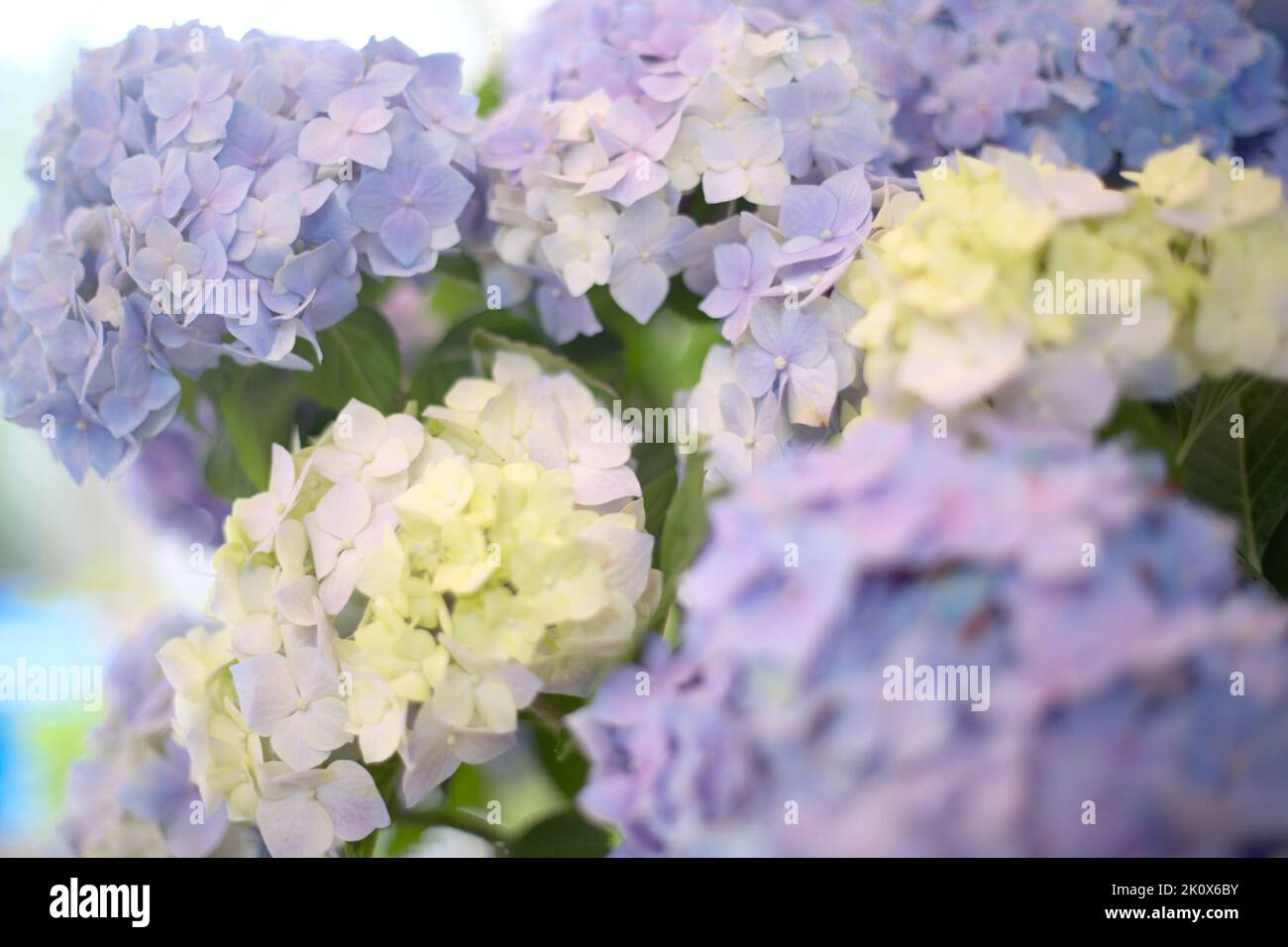 Flores frescas de hortensia blanco y azul claro sobre fondo borroso  Fotografía de stock - Alamy