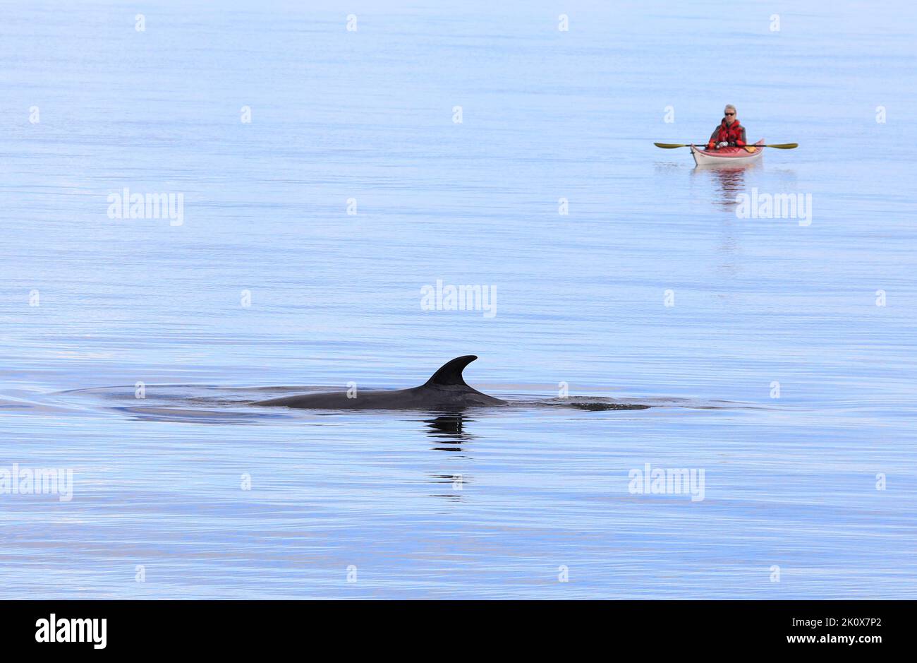 Turista en Kayak observando ballenas en la zona de Tadoussac estuario del río San Lorenzo, Côte-Nord, Canadá Foto de stock