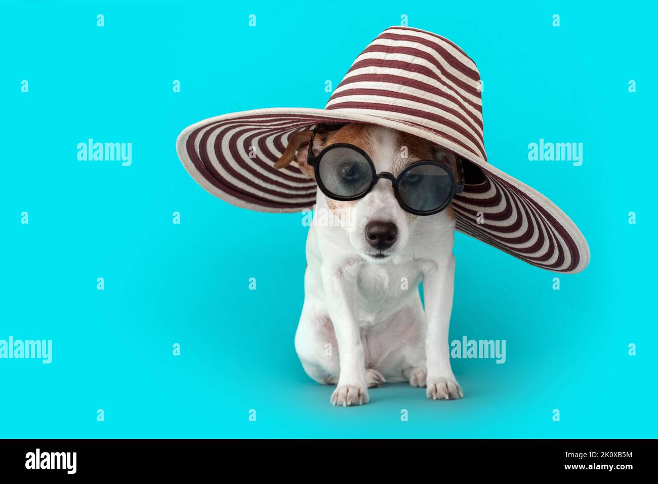 Gracioso obediente pequeño Jack Russell Terrier perro sombrero de ala grande Foto de stock